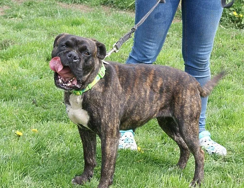 Saba młoda, energiczna łagodna suczka bokser ADOPC