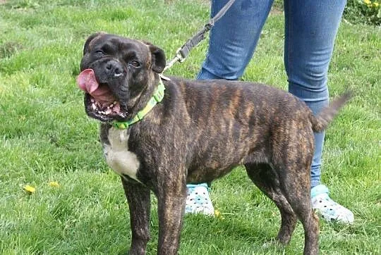 Saba młoda, energiczna łagodna suczka bokser ADOPC