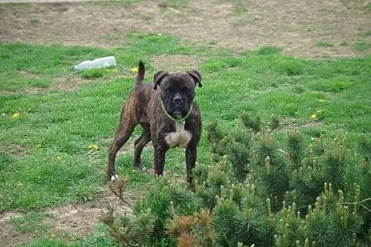 Saba młoda, energiczna łagodna suczka bokser ADOPC