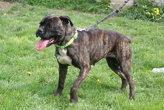 Saba młoda, energiczna łagodna suczka bokser ADOPC