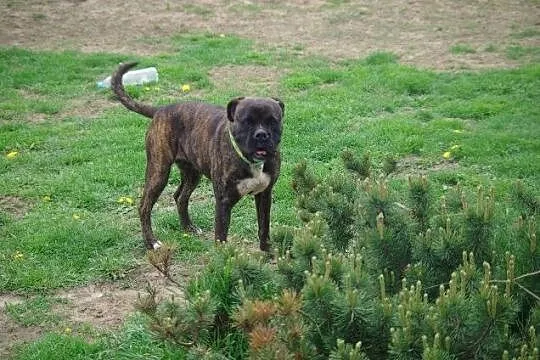Saba młoda, energiczna łagodna suczka bokser ADOPC