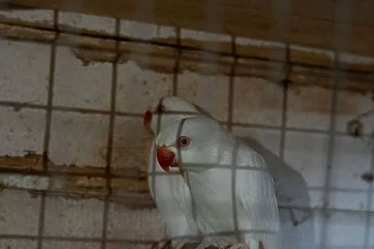 Aleksandretty Obrożne Albinosy