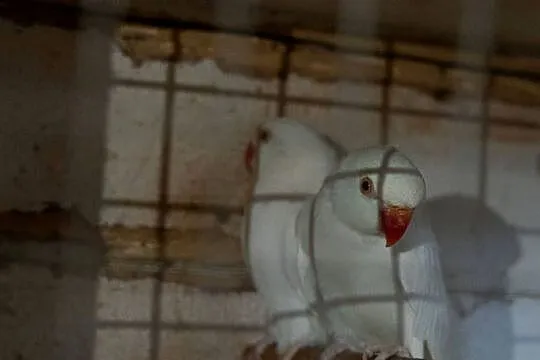 Aleksandretty Obrożne Albinosy, Podkarpackie, Chmielnik