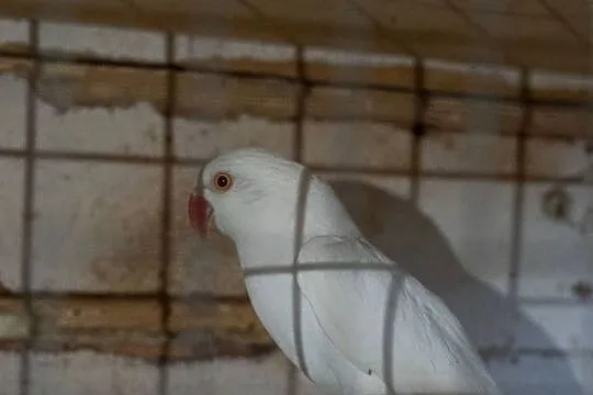 Aleksandretty Obrożne Albinosy, Podkarpackie, Chmielnik