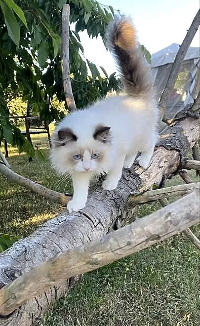 Kocurek ragdoll gotowy do odbioru FPL, Śląskie, Katowice