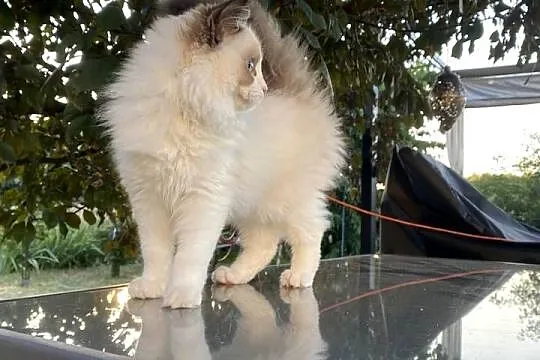 Kocurek ragdoll gotowy do odbioru FPL, Śląskie, Katowice