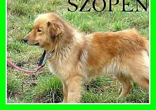 Szpic mix,młody 2 letni,średni 10 kg,spokojny,łago