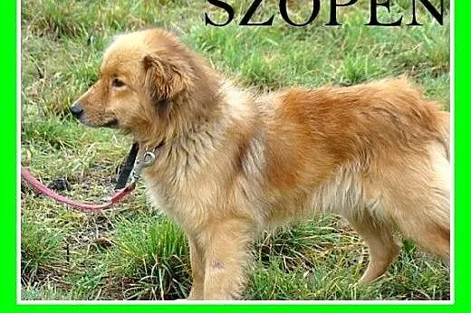 Szpic mix,młody 2 letni,średni 10 kg,spokojny,łago