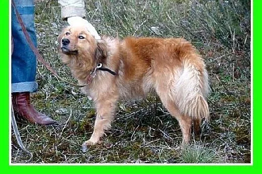 Szpic mix,młody 2 letni,średni 10 kg,spokojny,łago