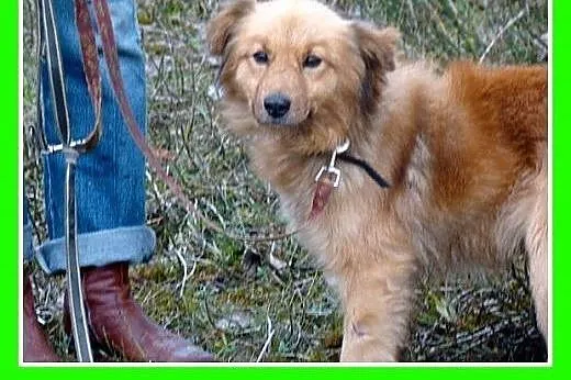 Szpic mix,młody 2 letni,średni 10 kg,spokojny,łago