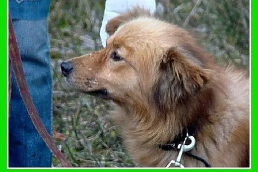 Szpic mix,młody 2 letni,średni 10 kg,spokojny,łago