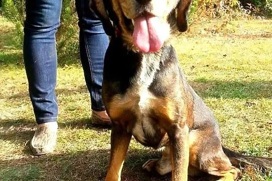 PLUTO - młody, bardzo przyjazny pies do adopcji