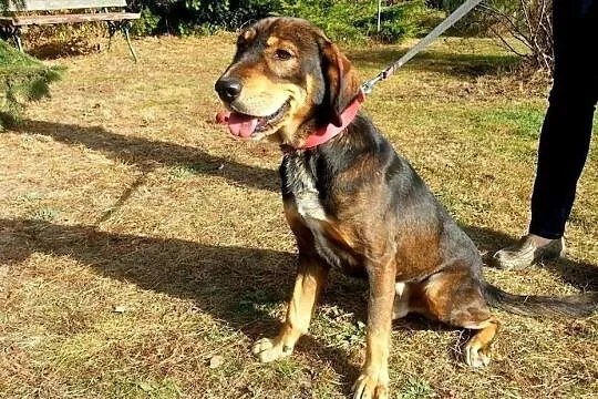 PLUTO - młody, bardzo przyjazny pies do adopcji