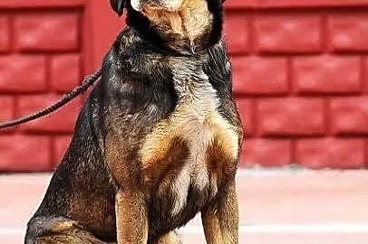 PLUTO - młody, bardzo przyjazny pies do adopcji
