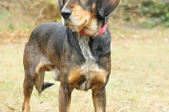 PLUTO - młody, bardzo przyjazny pies do adopcji
