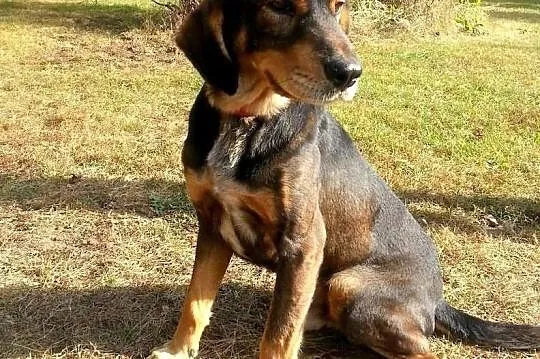 PLUTO - młody, bardzo przyjazny pies do adopcji