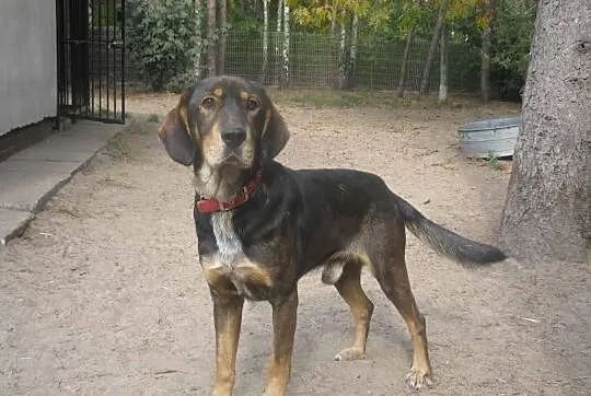 PLUTO - młody, bardzo przyjazny pies do adopcji
