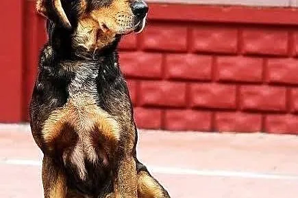 PLUTO - młody, bardzo przyjazny pies do adopcji