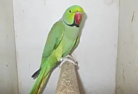 Papuga aleksandreta obrożna, Nowy Tomyśl