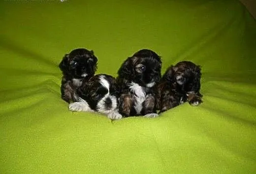 Sprzedam szczenięta rasy Shih-Tzu z rodowodem, do