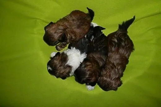 Sprzedam szczenięta rasy Shih-Tzu z rodowodem,  do