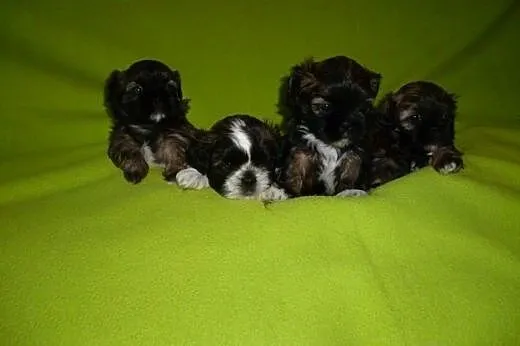 Sprzedam szczenięta rasy Shih-Tzu z rodowodem,  do