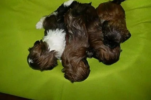 Sprzedam szczenięta rasy Shih-Tzu z rodowodem,  do