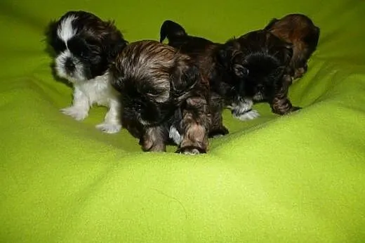 Sprzedam szczenięta rasy Shih-Tzu z rodowodem,  do