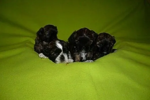 Sprzedam szczenięta rasy Shih-Tzu z rodowodem,  do