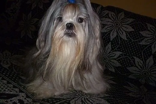 Sprzedam szczenięta rasy Shih-Tzu z rodowodem,  do
