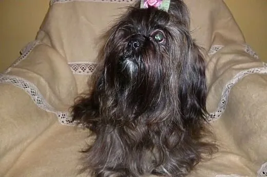 Sprzedam szczenięta rasy Shih-Tzu z rodowodem,  do