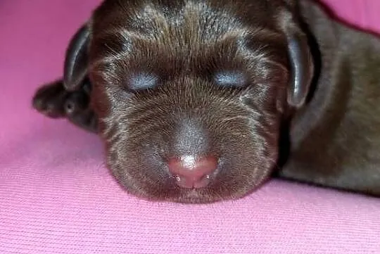 Labrador Retriever ZKwP/FCI- czekoladowe szczenięta, Dolnośląskie, Szczawin