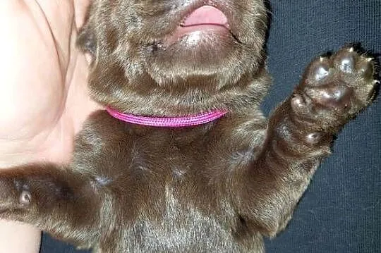 Labrador Retriever ZKwP/FCI- czekoladowe szczenięta, Dolnośląskie, Szczawin