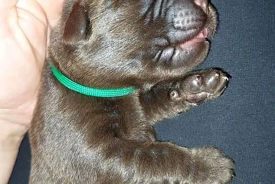 Labrador Retriever ZKwP/FCI- czekoladowe szczenięta, Dolnośląskie, Szczawin
