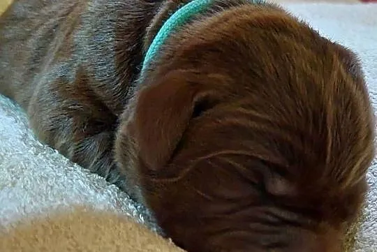 Labrador Retriever ZKwP/FCI- czekoladowe szczenięta, Dolnośląskie, Szczawin