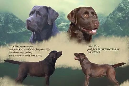 Labrador Retriever ZKwP/FCI- czekoladowe szczenięta, Dolnośląskie, Szczawin
