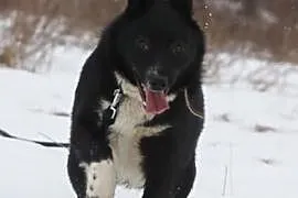 NORTON Karelski pies na niedźwiedzie czeka na dom, schronisko w Wojtyszkach k/ Sieradza Warszawa , 