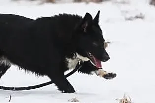 NORTON Karelski pies na niedźwiedzie czeka na dom