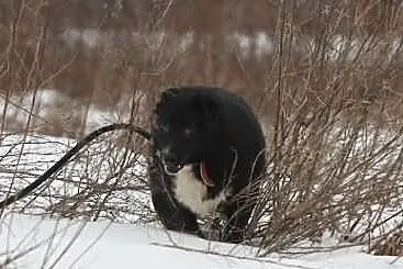NORTON Karelski pies na niedźwiedzie czeka na dom