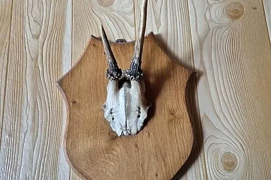 Sprzedam poroża
