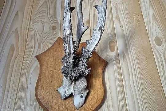 Sprzedam poroża, Wielkopolskie, Oborniki