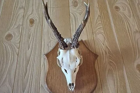 Sprzedam poroża, Wielkopolskie, Oborniki