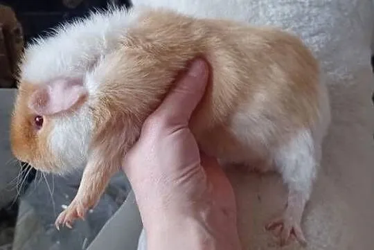 TEDDY SAMCZYK 5,5 MIESIĘCZNY GRUBAS Z KARMELOWYMI OCZKAMI Z KLATKA 100CM, Wielkopolskie, Poznań