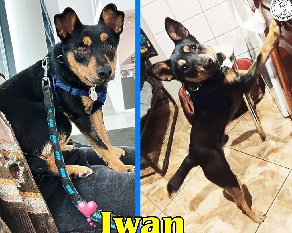 IWAN – z wyglądu wyjątkowy, z natury przebojowy, Łódzkie, Łódź