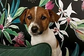 Wzorcowe Jack Russell terrier doskonała budowa rodzice FCI