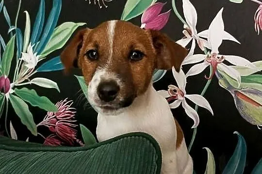 Wzorcowe Jack Russell terrier doskonała budowa rodzice FCI