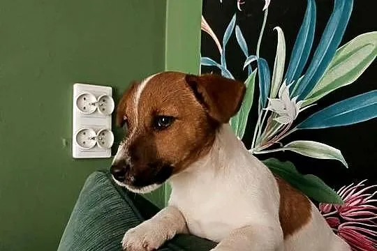 Wzorcowe Jack Russell terrier doskonała budowa rodzice FCI, Opolskie, Krapkowice
