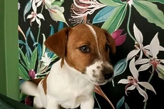 Wzorcowe Jack Russell terrier doskonała budowa rodzice FCI, Opolskie, Krapkowice