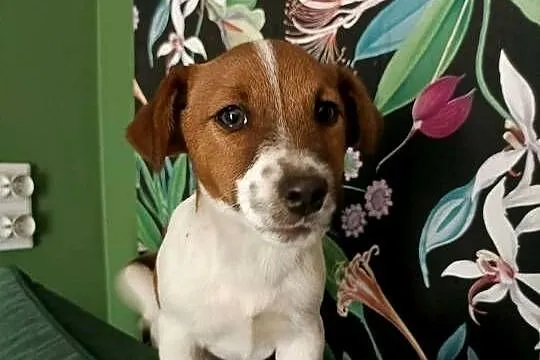 Wzorcowe Jack Russell terrier doskonała budowa rodzice FCI, Opolskie, Krapkowice