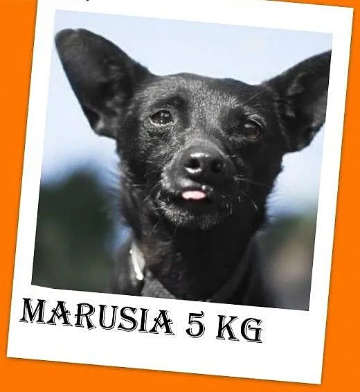 5kg,młoda 2lata,łagodna,delikatna suczka MARUSIA.A